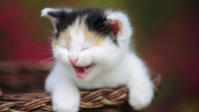 06 Αστείες Γάτες Φωτογραφίες Λευκό γέλιο Γατάκια