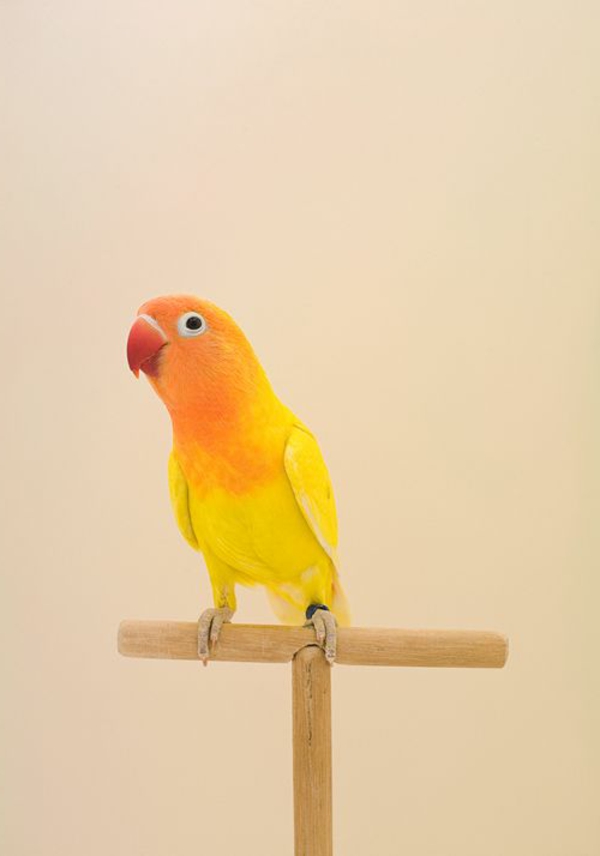 perroquet rouge-orange-jaune-orange