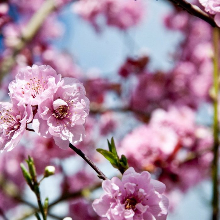 8-ružičaste cvjetove simbol proljeća