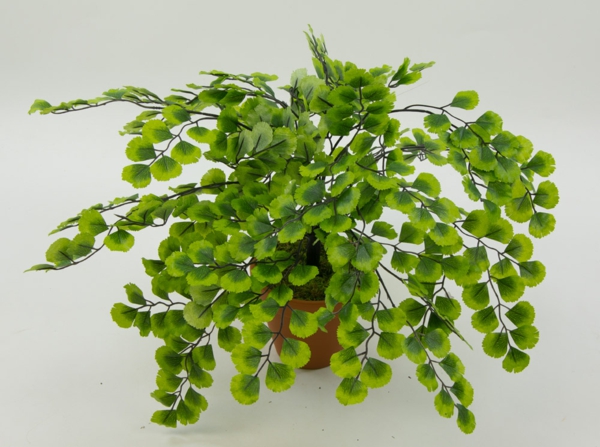 Adianthumbusch pedatum-art planta verde