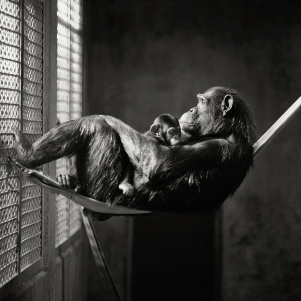 crno-bijela fotografija majmun viseća mreža
