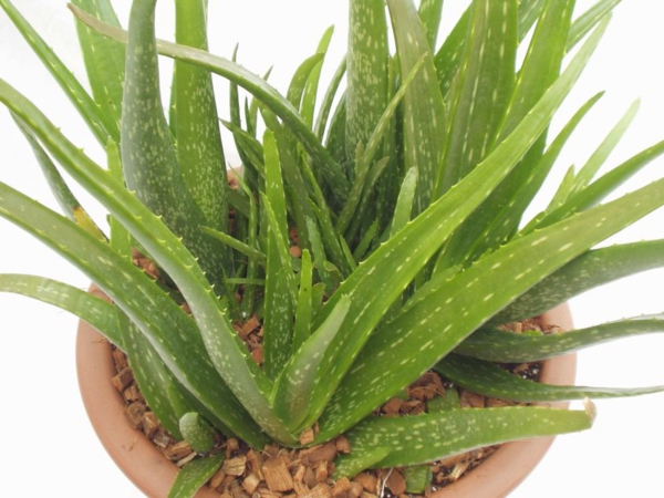 Aloe vera comestibles-casa exótico plantas-en-pot