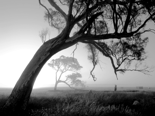 Tree мъгливо утро