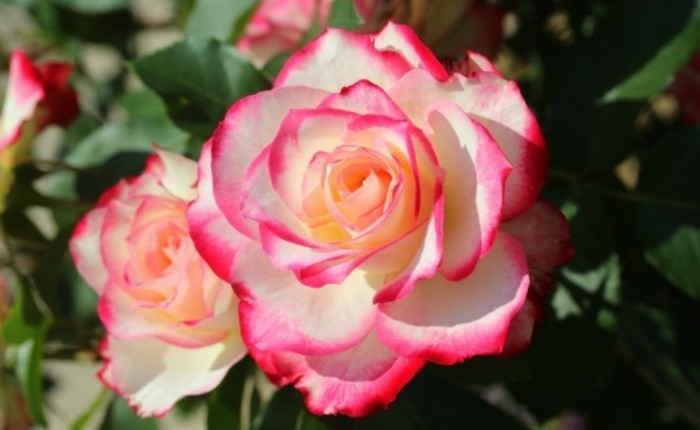 Εικόνα με Τριαντάφυλλο ροζ-to-the-Randen
