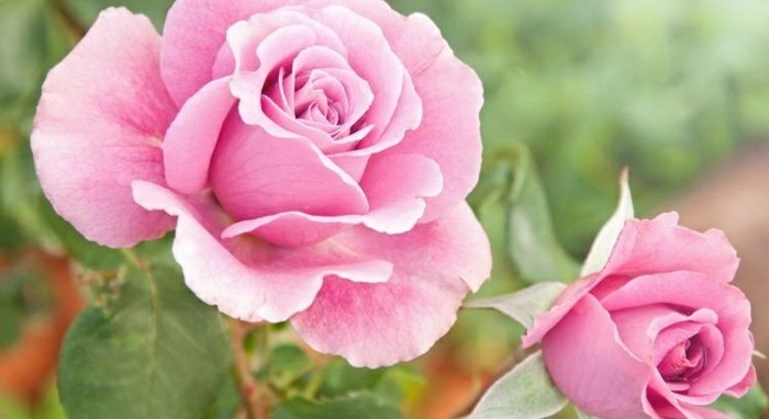 Картина с Роуз много ярко розов цвят