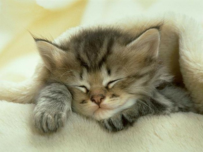 Снимка на бебе котка спи коте