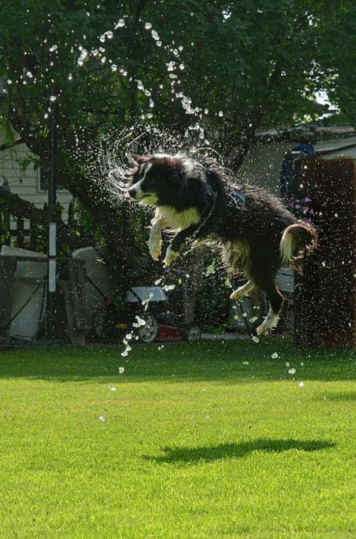 Снимки на кучета-игра-в градината на водата