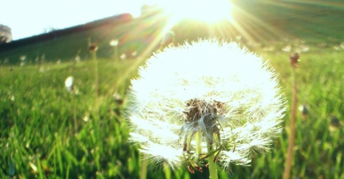 Снимки на Dandelion красиво осветени