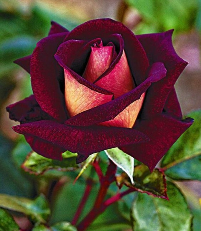 Снимка на розата в тъмно червено