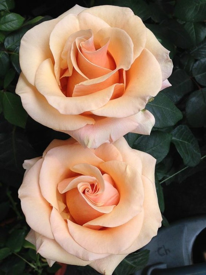 Снимка на розата в светли цветове оранжево