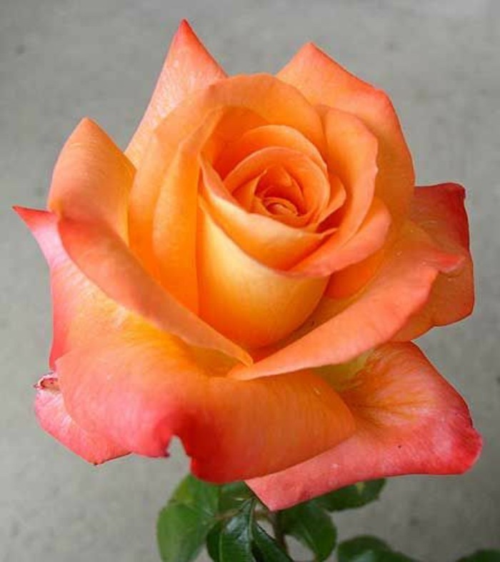 Снимка на розата в оранжев цвят
