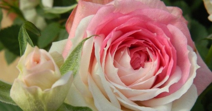 Снимка на роза в два цвята