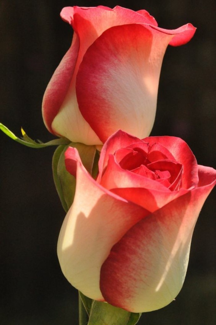 Εικόνα Rose δύο λουλούδια