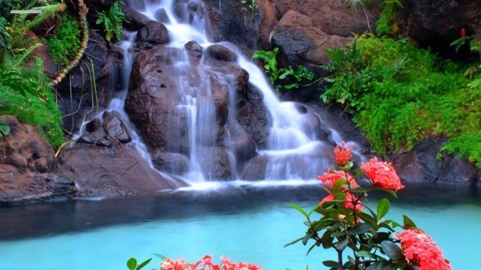 Kuva Falls-with-vaaleanpunaisia ​​kukkia