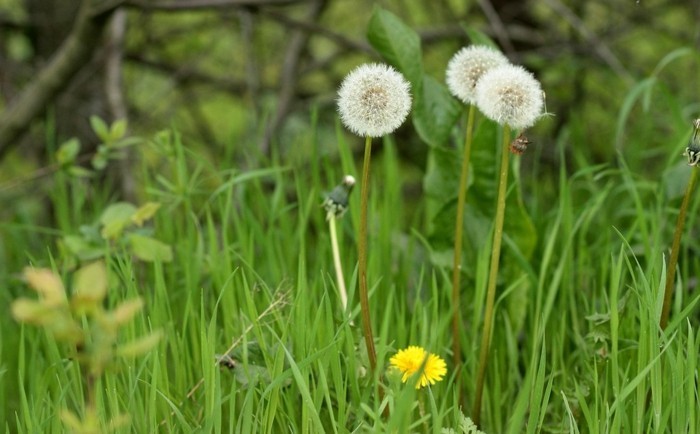 Разцвета Dandelion на халф-и най-младите