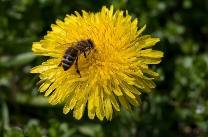 सुनहरे दिनों Dandelion साथ एक मधुमक्खी