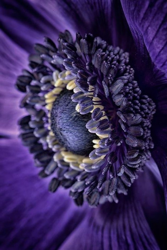 Purple цветя Снимки на цветя-в-тъмно лилав цвят-снимана-на-нах