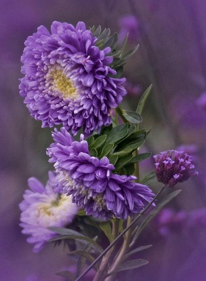 Purple цветя сортове-подходящи по най-есен снимки на цветя плаж винт