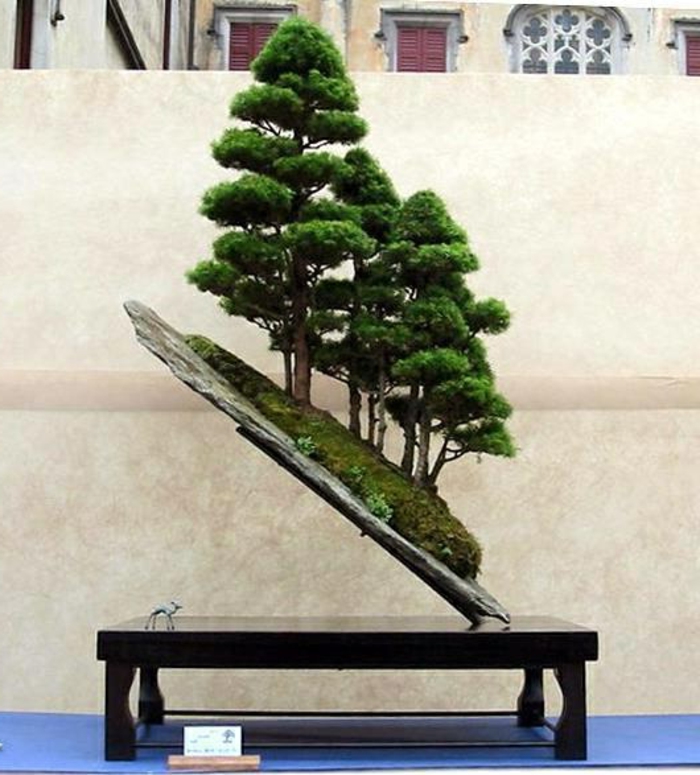 Bonsai fák stand-szokatlan összetételű