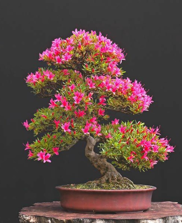 Bonsai fa virág nyílik Azaleas