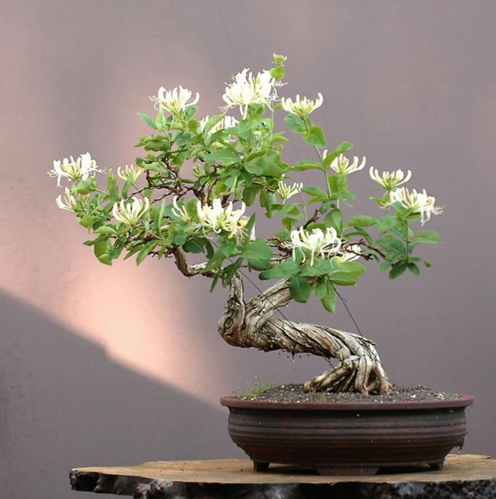 Bonsai virágcserép Blossom típusa