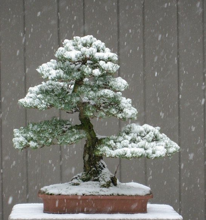 Bonsai fenyő Hóval borított virágcserép