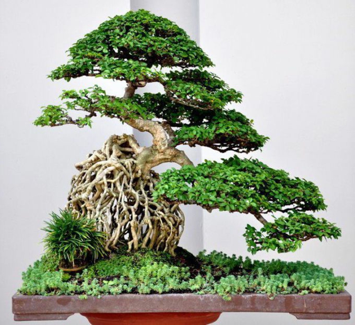 Bonsai Art fa fű gyönyörű kompozíció