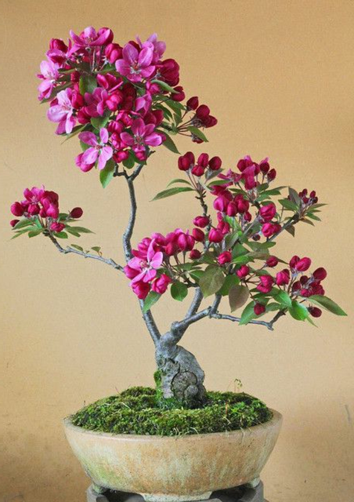 Bonsai Art Flower ciklámen színű moha kerámia edényeket