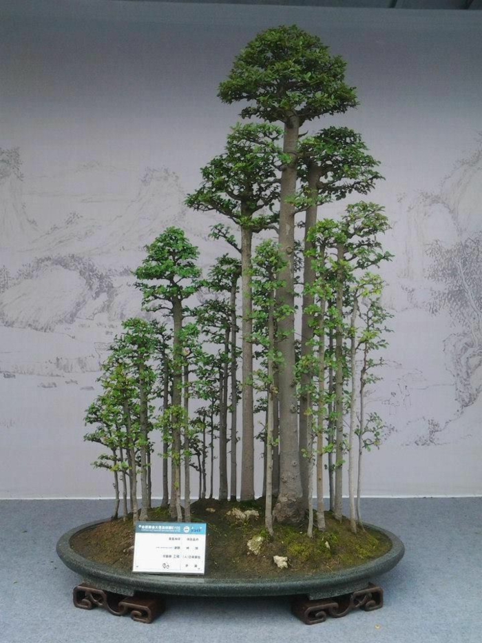 Bonsai Forest High Trees Moss ágy szép kompozíció