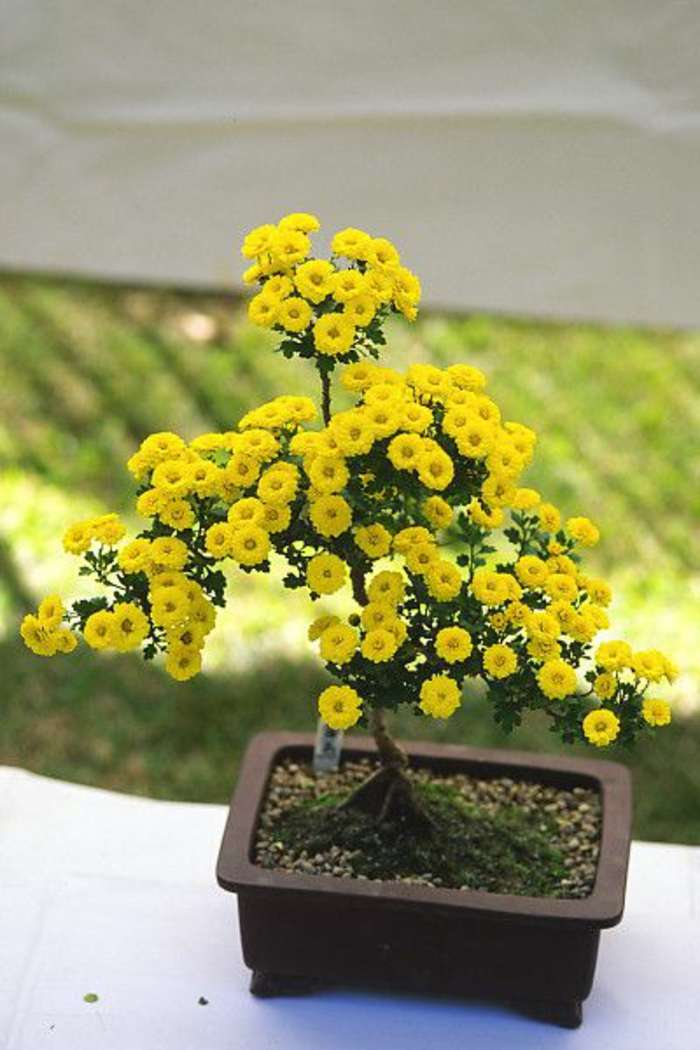 Bonsai sárga krizantém virágcserép Moss díszítő kövek