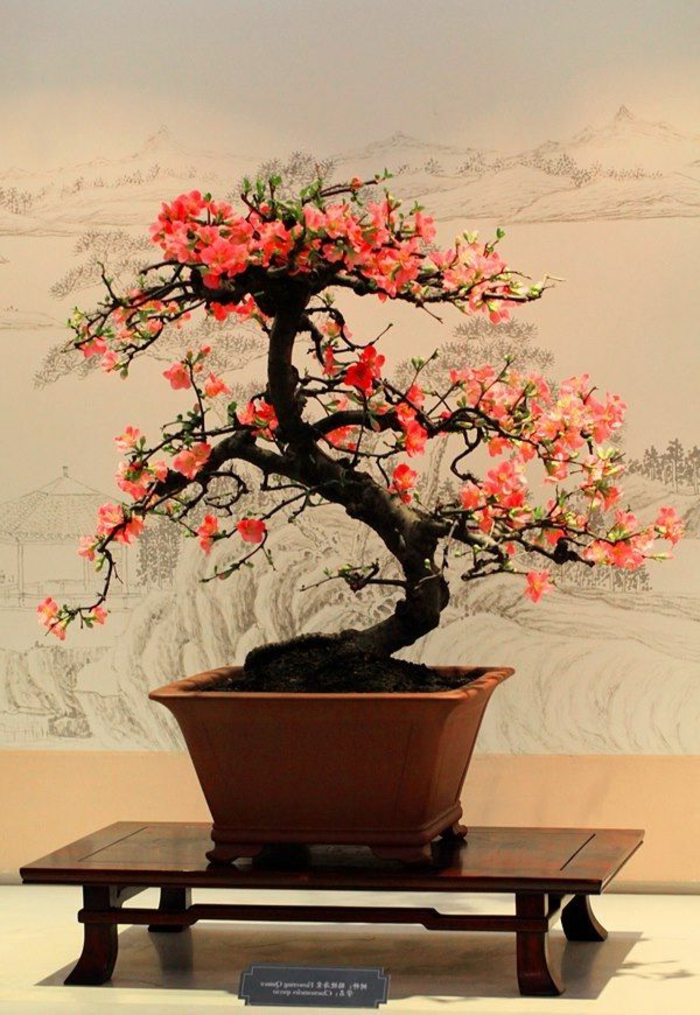 Bonsai romantsich megjelenésű virág vonzónak-gyönyörű