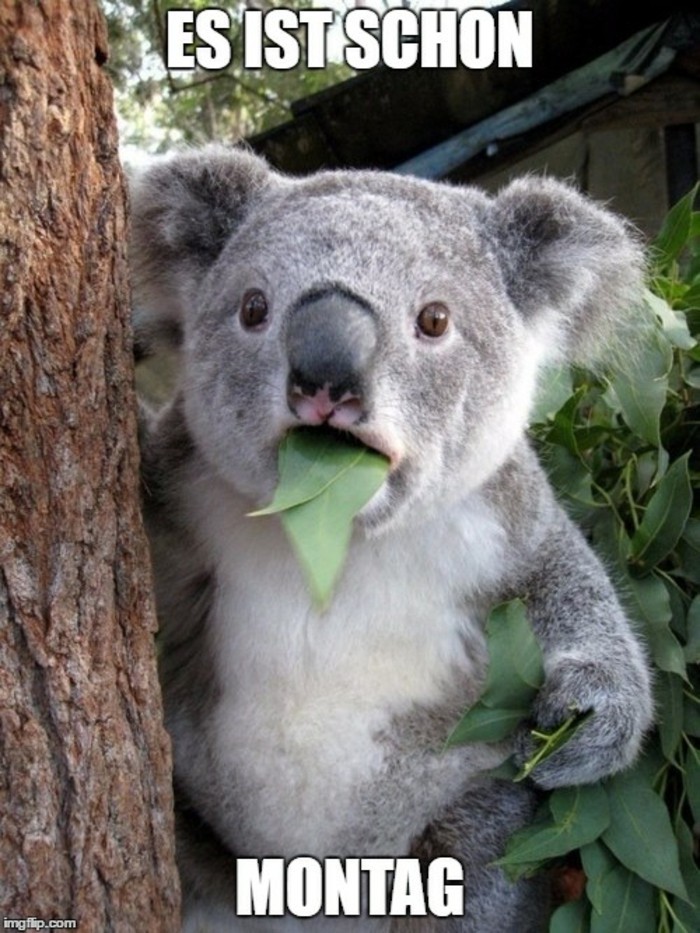 Cool-funny-kép-a-Koala