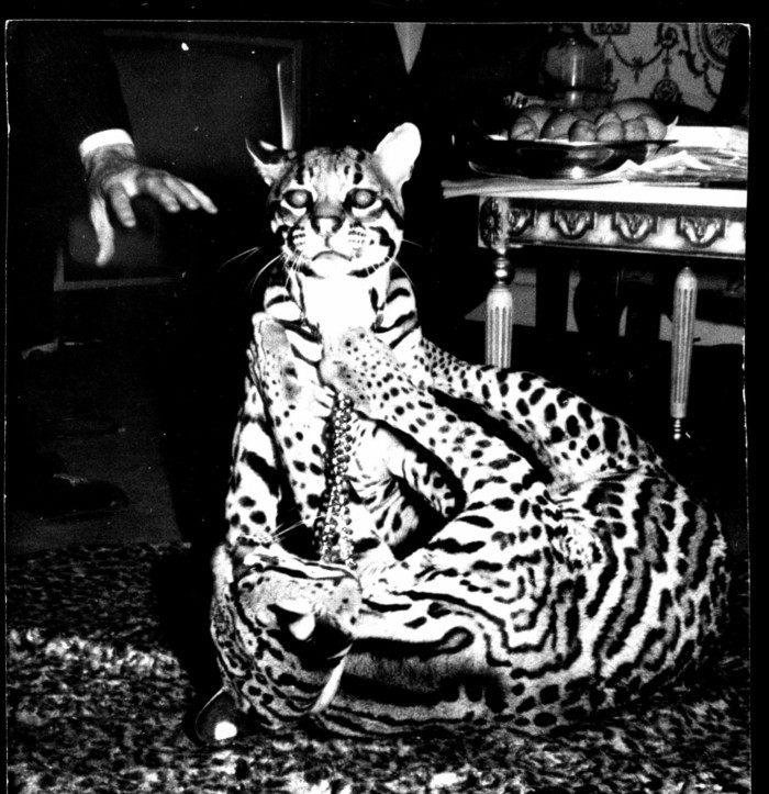 Dali ocelots-Marguay-stregis-exotiques-animaux