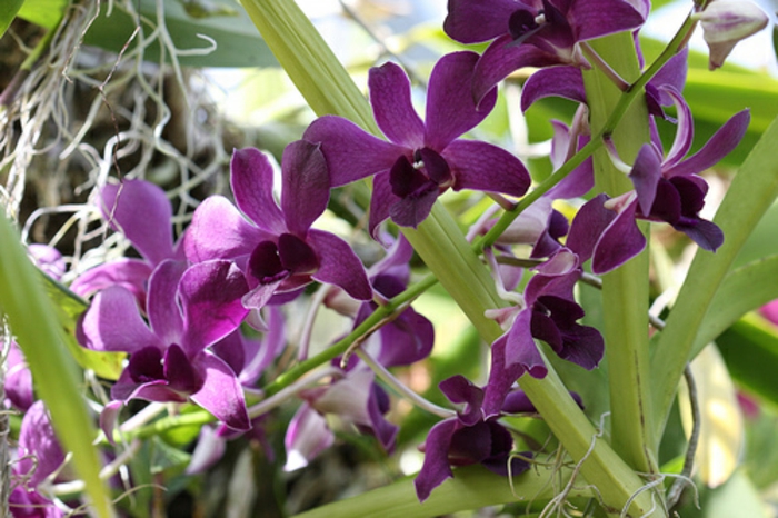especies de Dendrobium Orhideen-en-púrpura