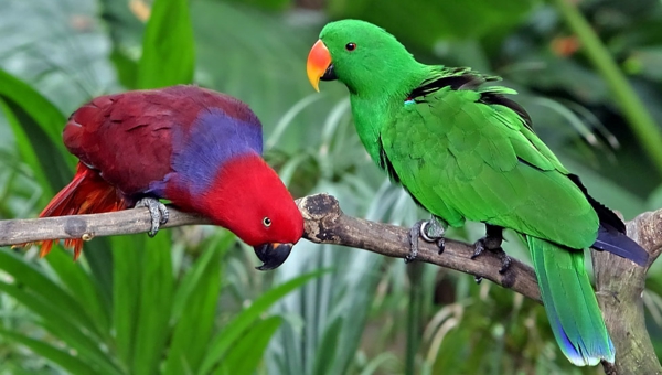Eclectus_roratus Parrot Parrot Parrot-бай-бай-папагал тапети колоритен Parrot