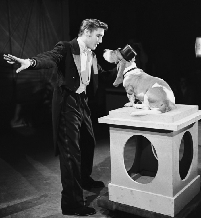 THE STEVE ALL SHOW - 1956年7月1日播出 - 第2集 - 图为：埃尔维斯普雷斯利的猎犬“ （由NBC / NBCU照片库通过Getty图片拍摄）