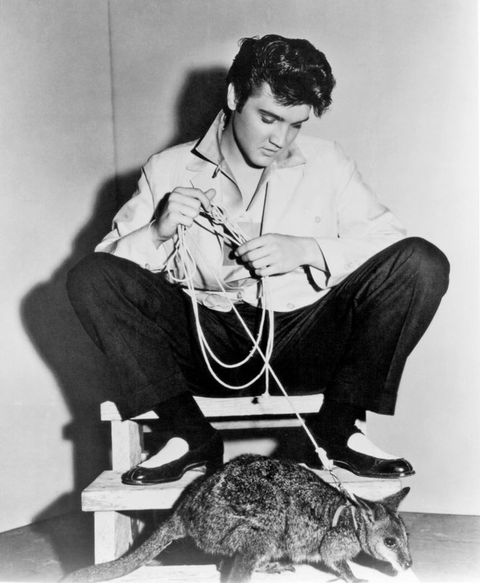 Elvis Presley eksoottisen lemmikkieläimet-Känguruh1