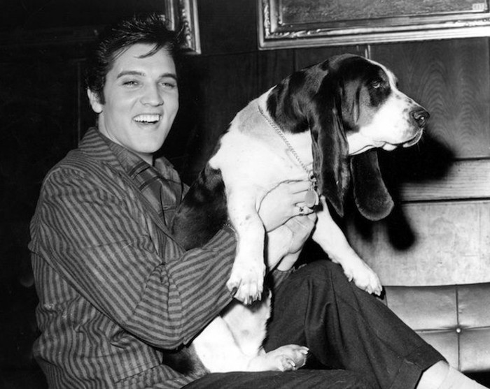 Elvis Presley avec-ses-Basset-1957-exotiques-animaux