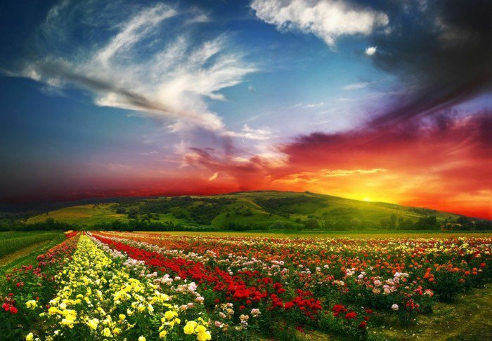 Polje-sa-fantastičnim cvijeća-lijep-nebeske zrake
