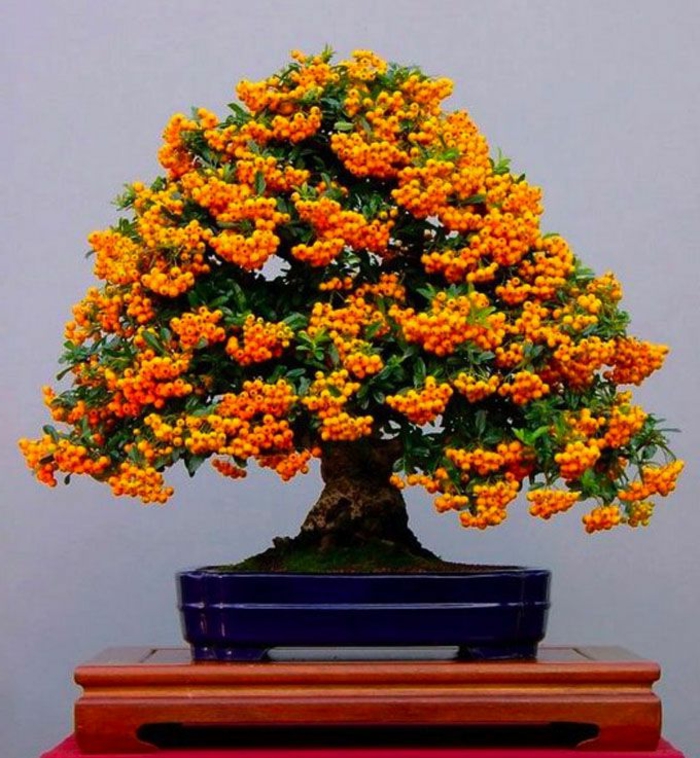 Firethorn fa Bonsai narancssárga gyümölcsök