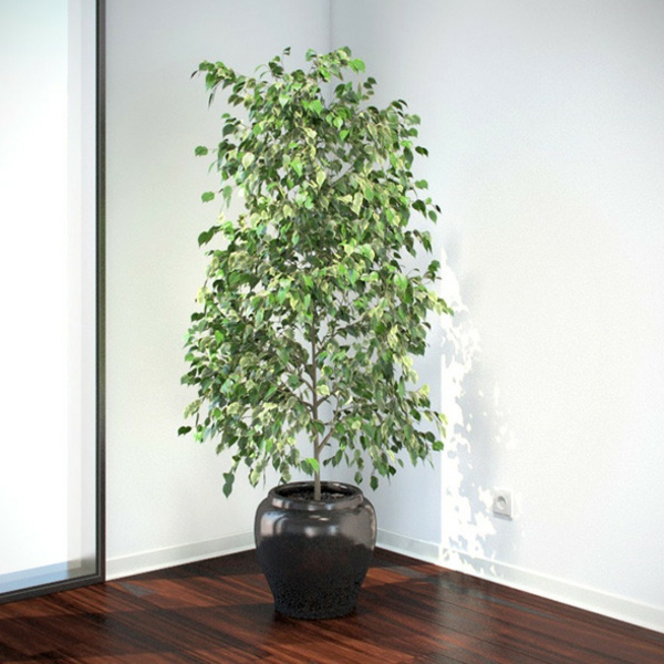 Ficus benjamina-в-ъгъл-в-гърне-грижи-много лесно