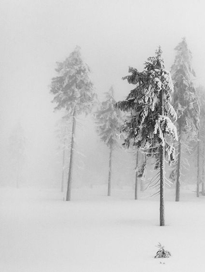 Fotografija Forest-u-zimski zimski sliku