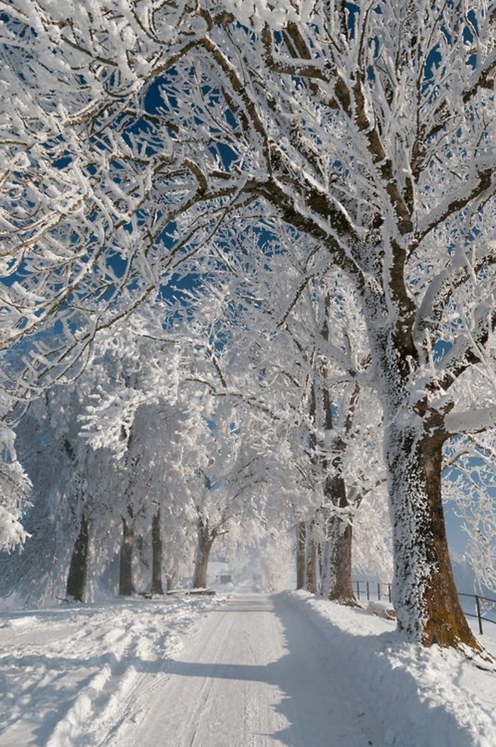 A fénykép a téli motívumok légköri Snow motívumok Séta a hóban
