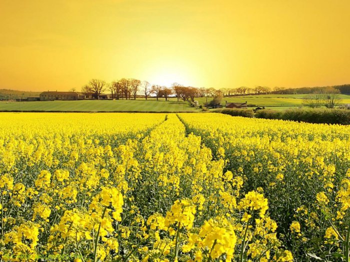 Пролет снимки на полетата с жълти цветя