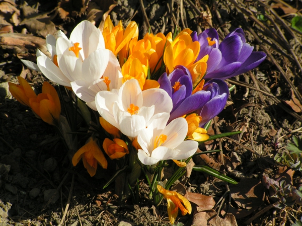 Frühlingsblumen_Krokus