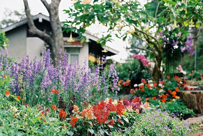 Jardin plein de fleurs colorées