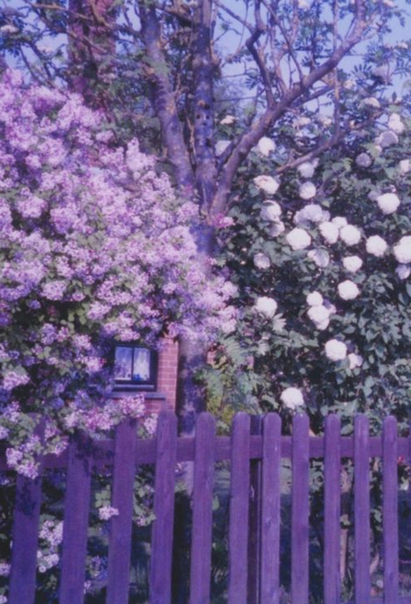 Ограда-в-красив-лилав цвят