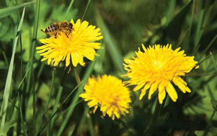Обикновените Dandelion с-пчела