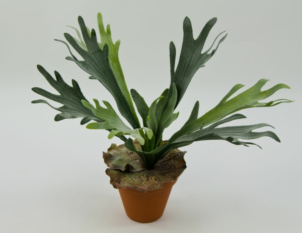 महान platycerium-इन-पॉट-आसान देखभाल घर पौधों