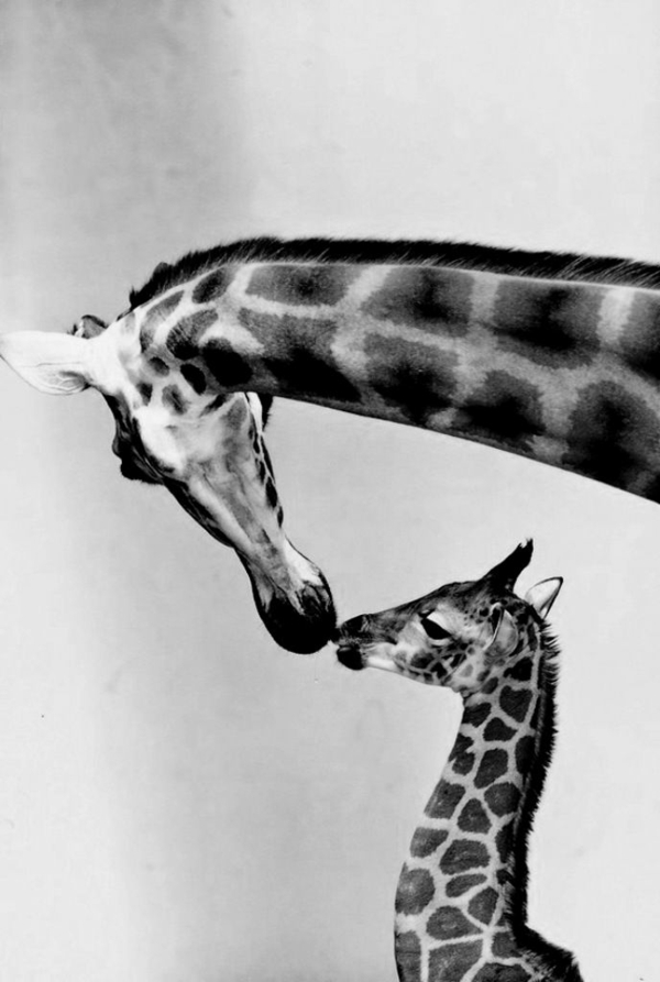 Žirafa kiss majka i dijete